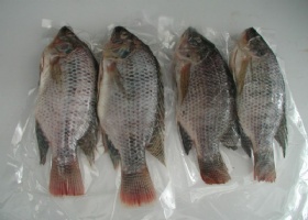 Tilapia WGS