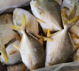 Golden Pompano