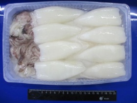 Loligo Squid