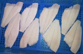 Sole / Flounder